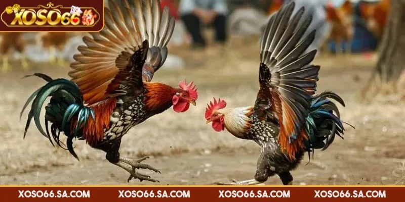 Kinh Nghiệm Đá Gà XOSO66 Giúp Tối Ưu Chiến Thắng Lớn 4 Cần quan sát trận đấu trước khi xuống tiền cược