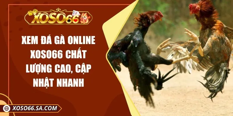 Xem Đá Gà Online XOSO66 Chất Lượng Cao, Cập Nhật Nhanh