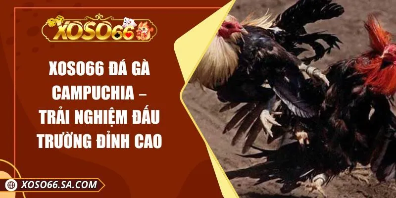 XOSO66 Đá Gà Campuchia – Trải Nghiệm Đấu Trường Đỉnh Cao