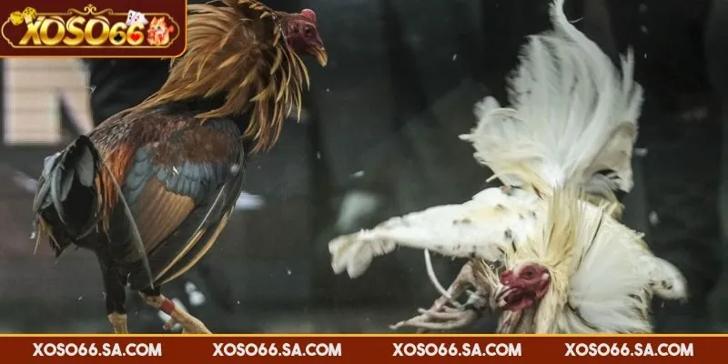 XOSO66 Đá Gà Cựa Sắt – Lựa Chọn Tốc Độ Cho Người Chơi 3 Kết quả trận đấu dựa trên khả năng chiến đấu của chiến kê