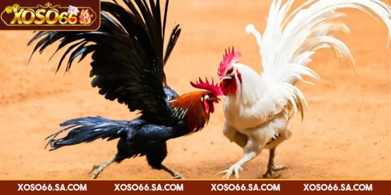 XOSO66 Đá Gà Thomo – Sân Chơi Trực Tuyến Cuốn Hút Nhất 2 XOSO66 đá gà Thomo đảm bảo các trận đấu hợp pháp